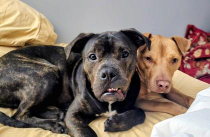 Enlarge Paul, a Adoptable mixed breed in Independence, MO image 2/3