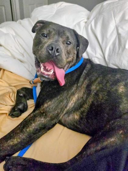 Enlarge Paul, a Adoptable mixed breed in Independence, MO image 3/3