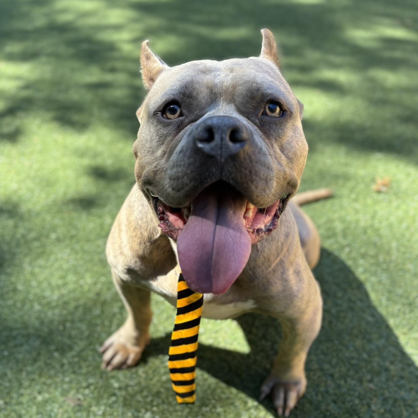 Enlarge Espresso , a Adoptable Staffordshire Bull Terrier in Pembroke, MA image 4/6