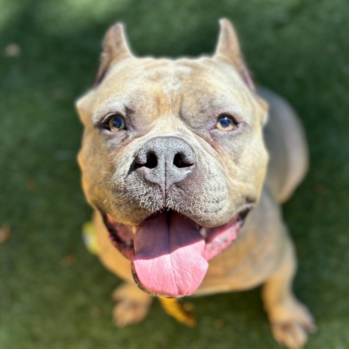 Enlarge Espresso , a Adoptable Staffordshire Bull Terrier in Pembroke, MA image 5/6