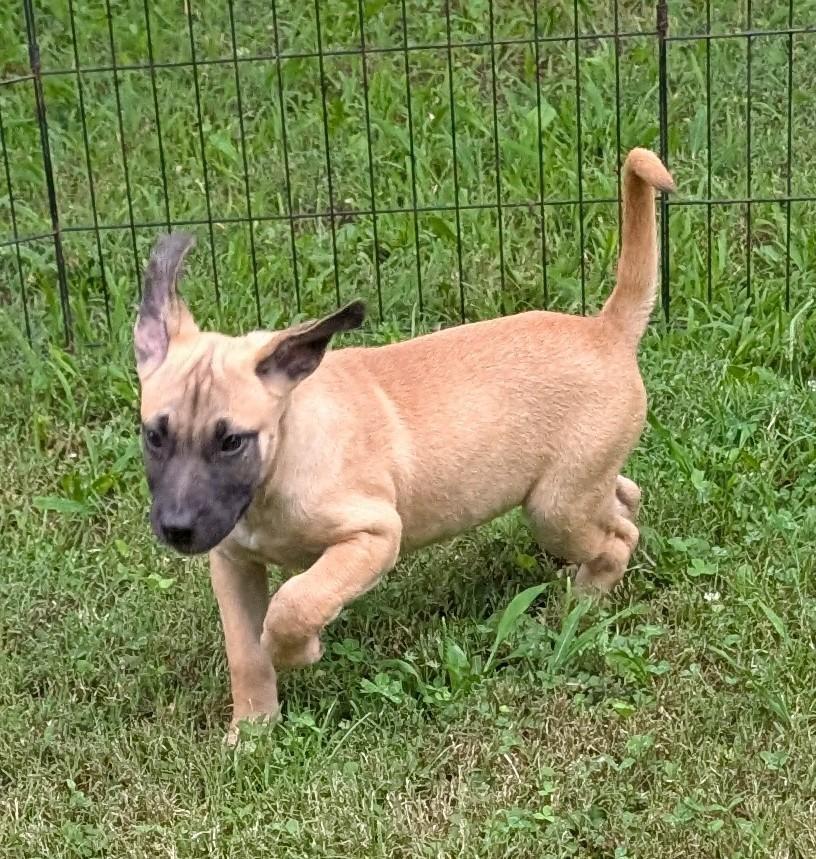 Enlarge Charlotte, a ADOPTABLE mixed breed in Watertown, CT image 4/6
