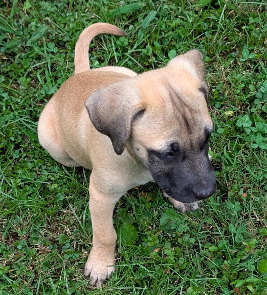 Enlarge Charlotte, a ADOPTABLE mixed breed in Watertown, CT image 2/6