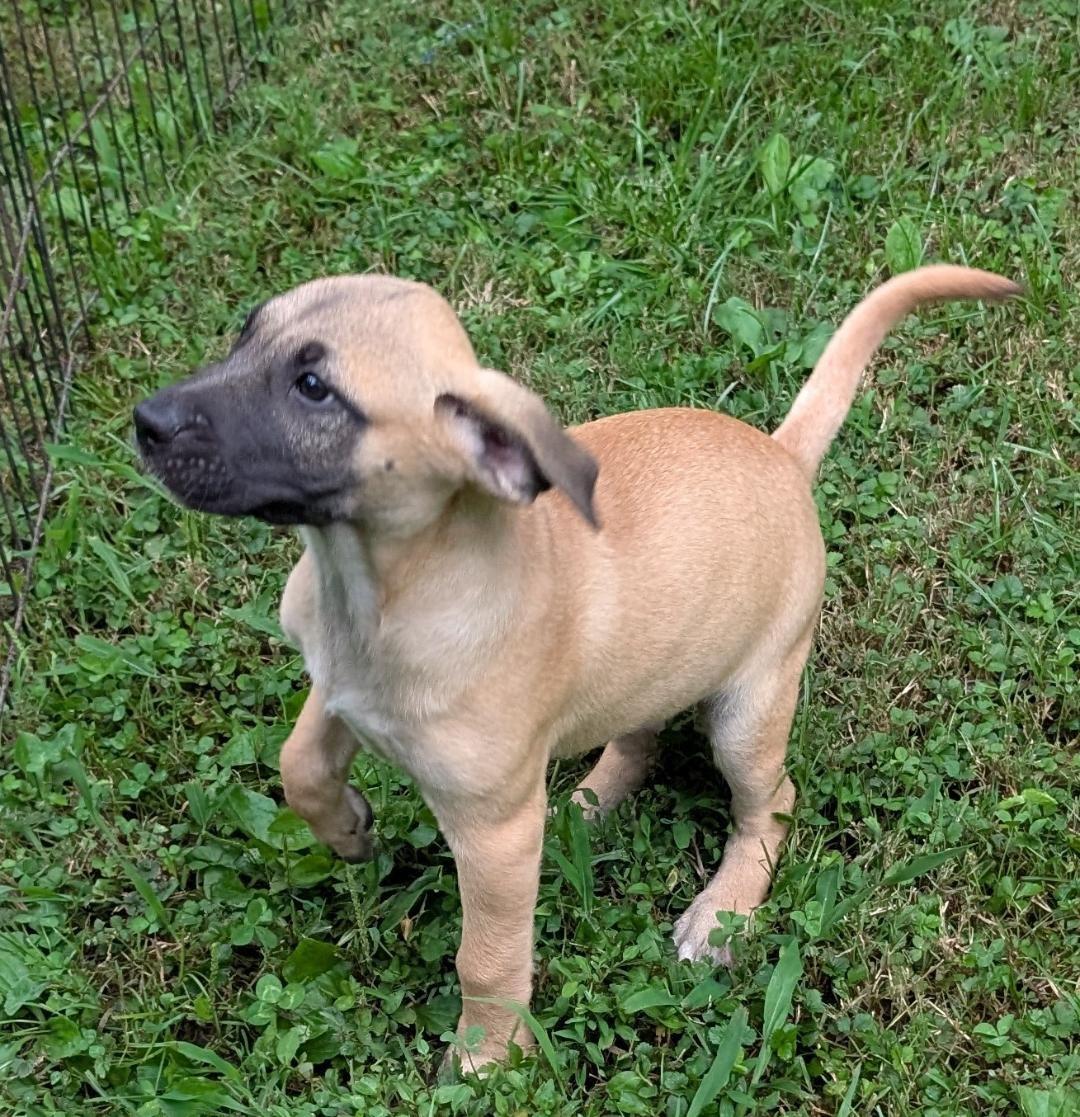 Enlarge Charlotte, a ADOPTABLE mixed breed in Watertown, CT image 5/6
