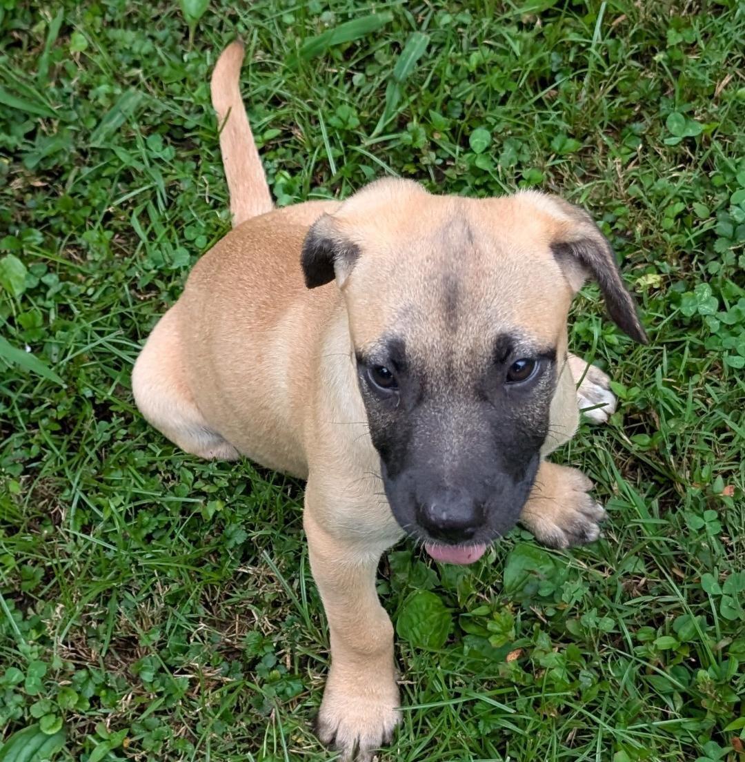 Enlarge Charlotte, a ADOPTABLE mixed breed in Watertown, CT image 6/6