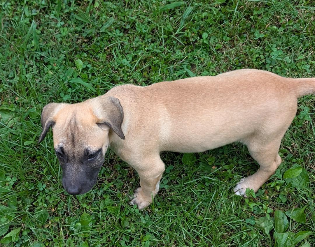 Enlarge Charlotte, a ADOPTABLE mixed breed in Watertown, CT image 3/6