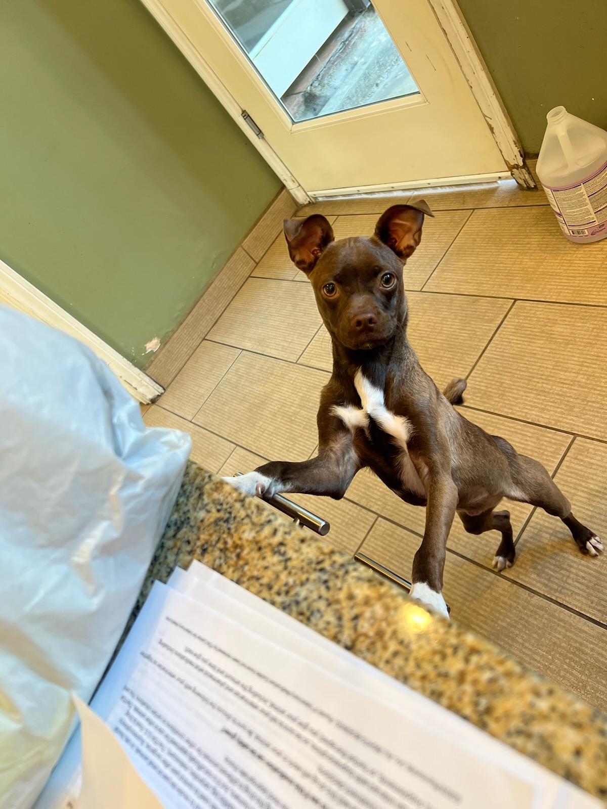 Enlarge chocolate, a Adopted mixed breed in Brea, CA image 1/6