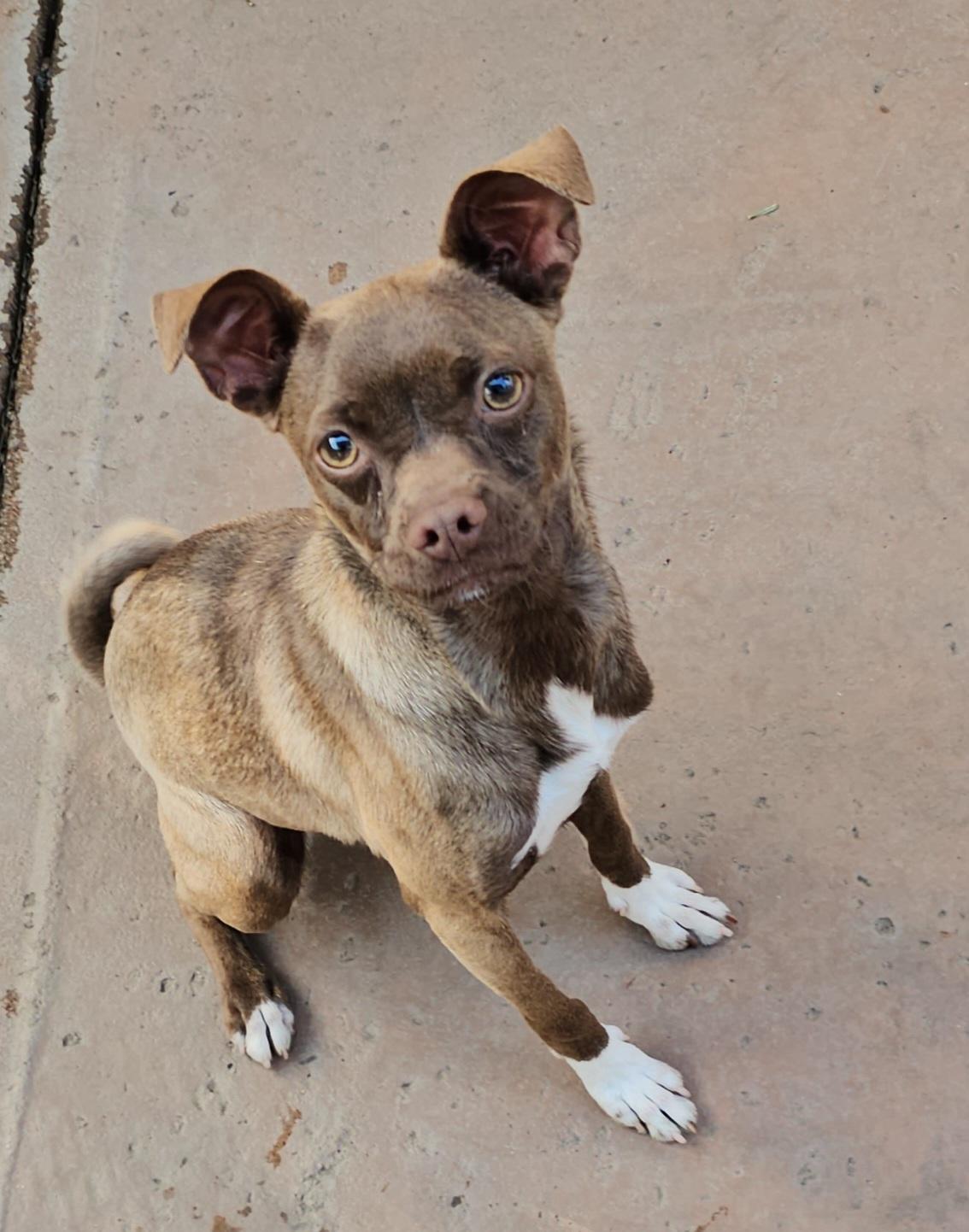 Enlarge chocolate, a Adopted mixed breed in Brea, CA image 2/6