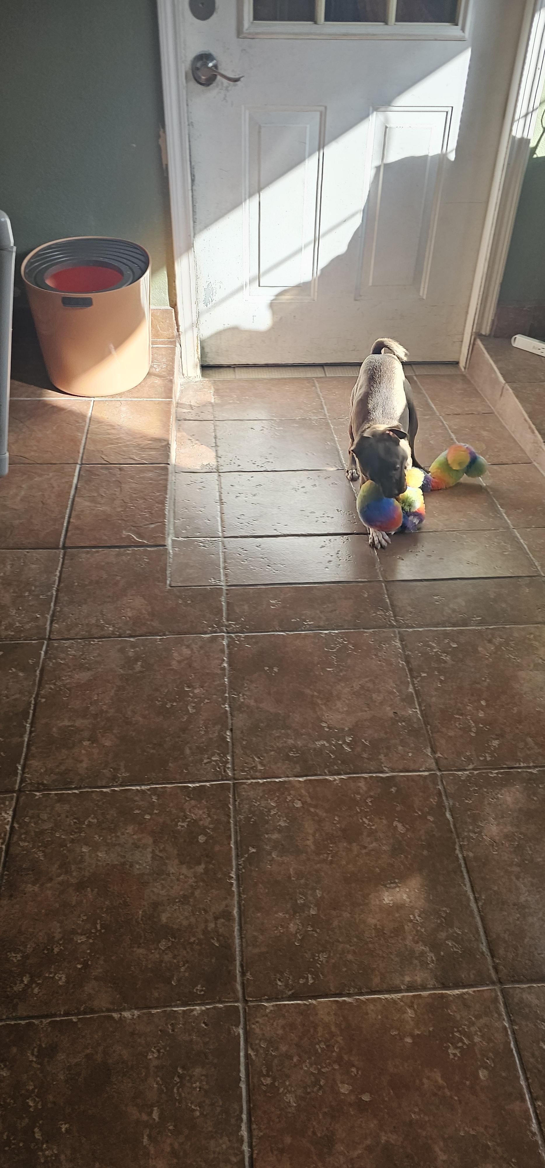 Enlarge chocolate, a Adopted mixed breed in Brea, CA image 6/6