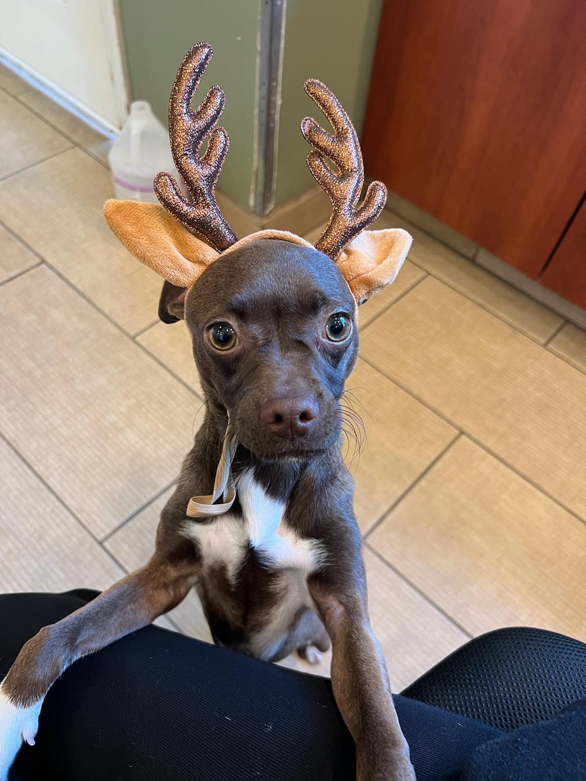 chocolate, Adopted, Puppy Female Pug & Boston Terrier.