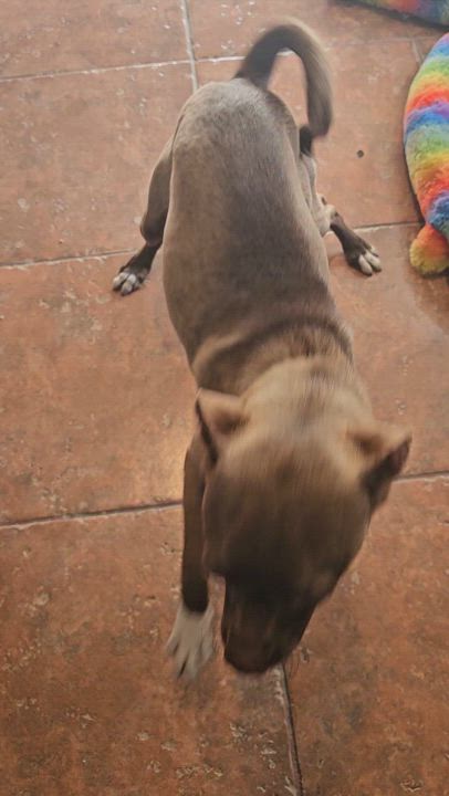 Enlarge chocolate, a Adopted mixed breed in Brea, CA video 4/6