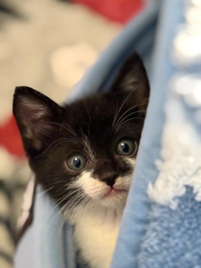 Cotta, Adoptable, Kitten Female Domestic Short Hair.