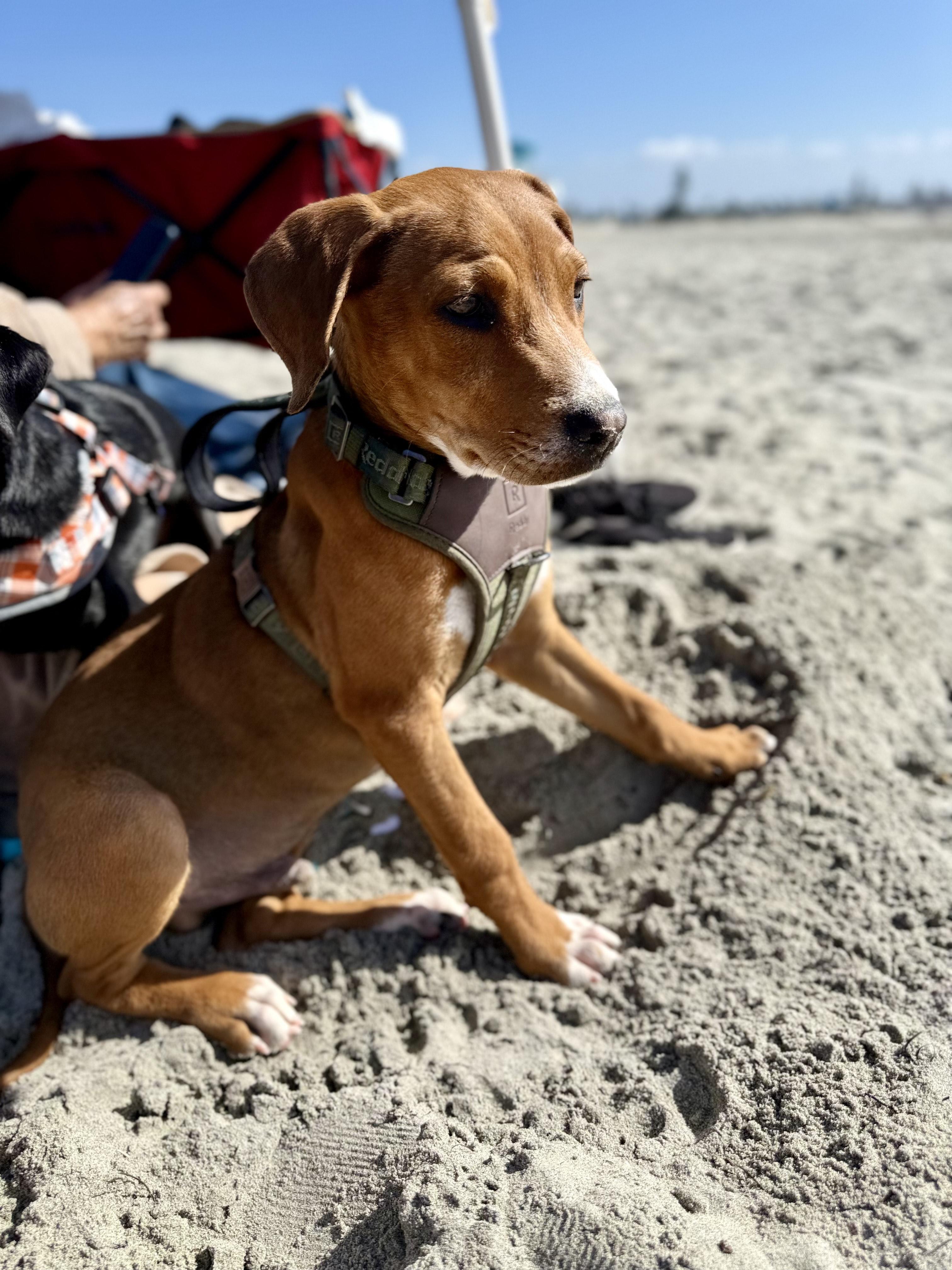 Scooby, an adopted Mixed Breed in San Ysidro, CA image 5/6