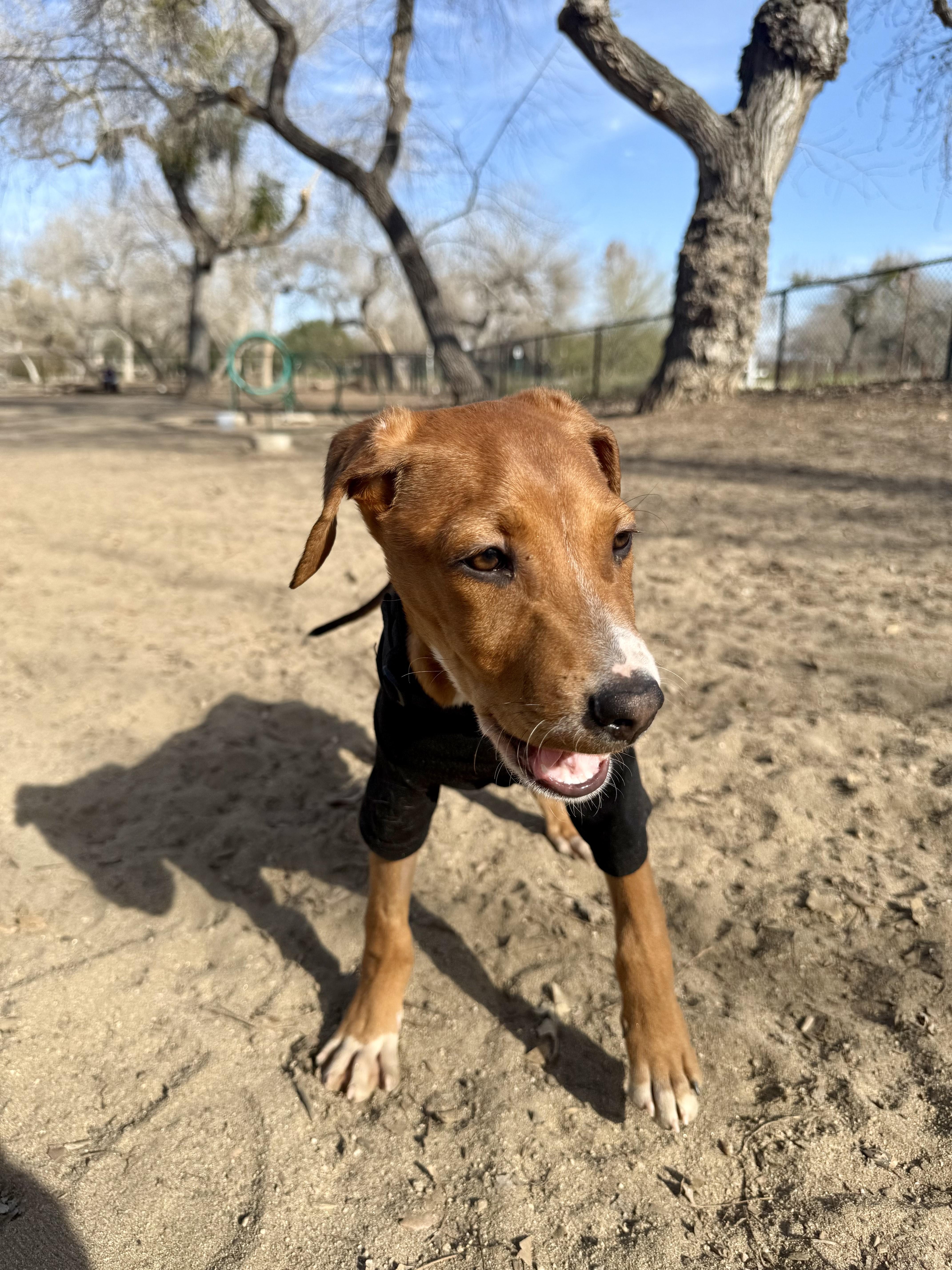 Scooby, an adopted Mixed Breed in San Ysidro, CA image 2/6