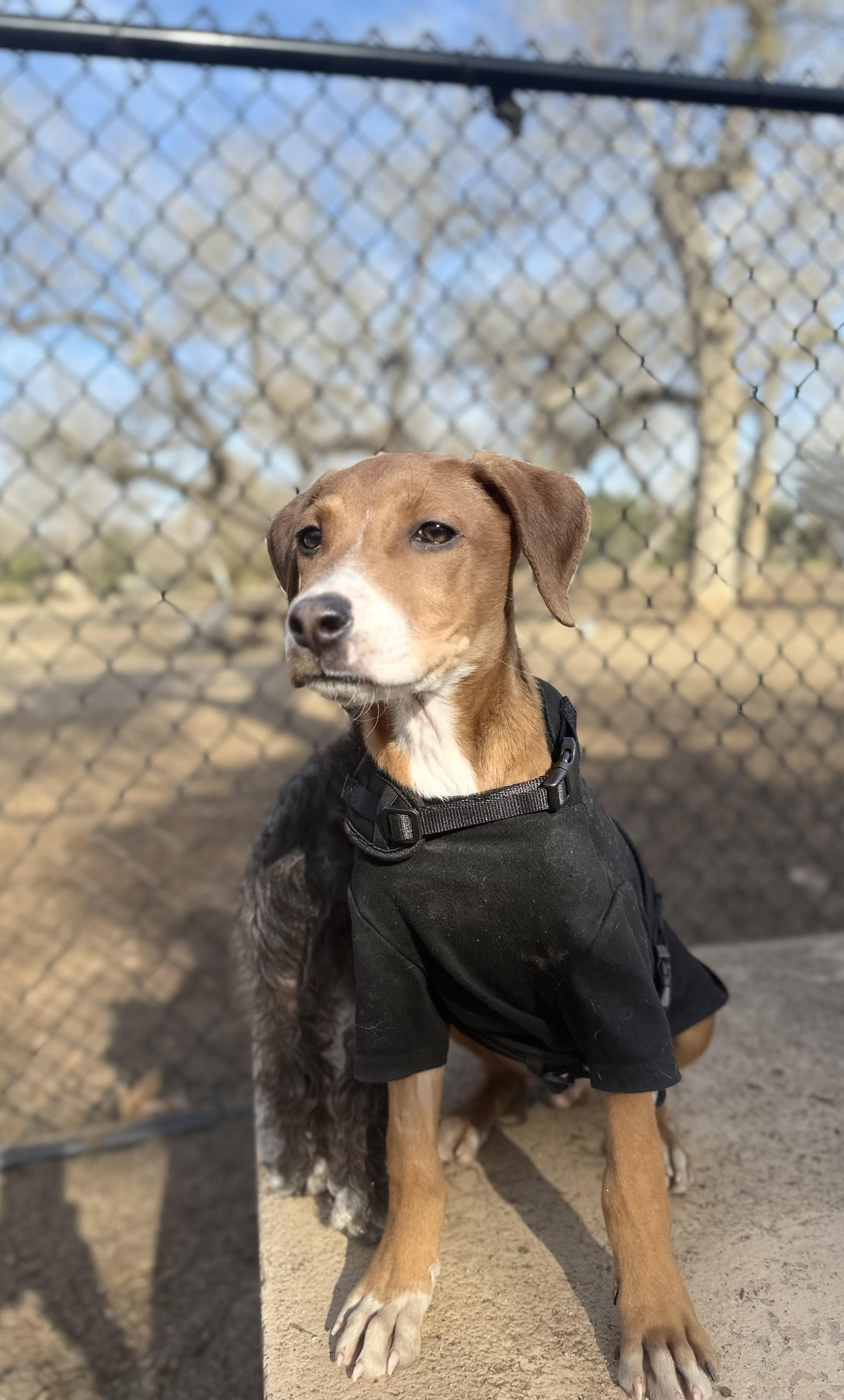Scooby, an adopted Mixed Breed in San Ysidro, CA image 3/6