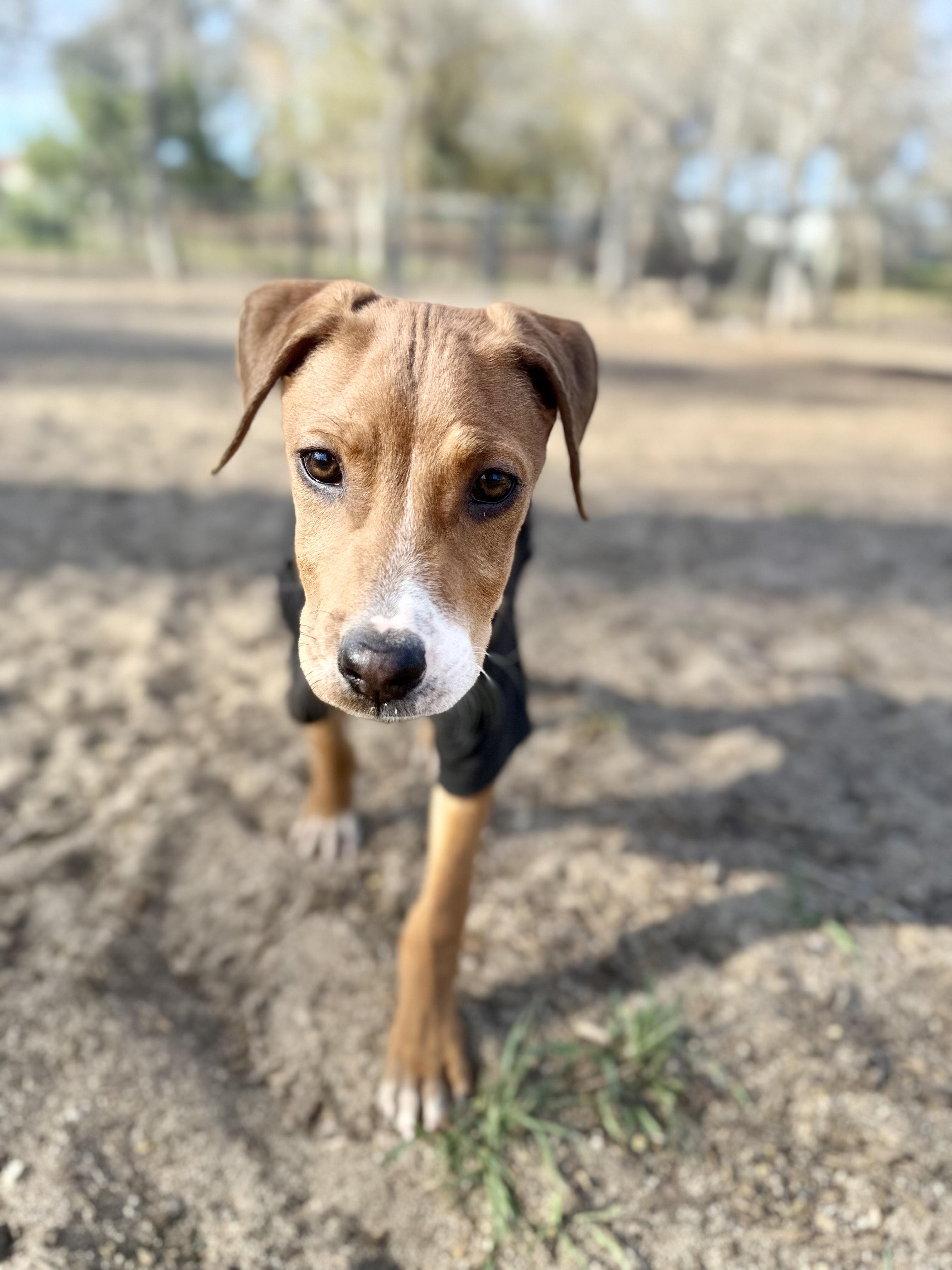 Scooby, adopted, Young Male Mixed Breed.
