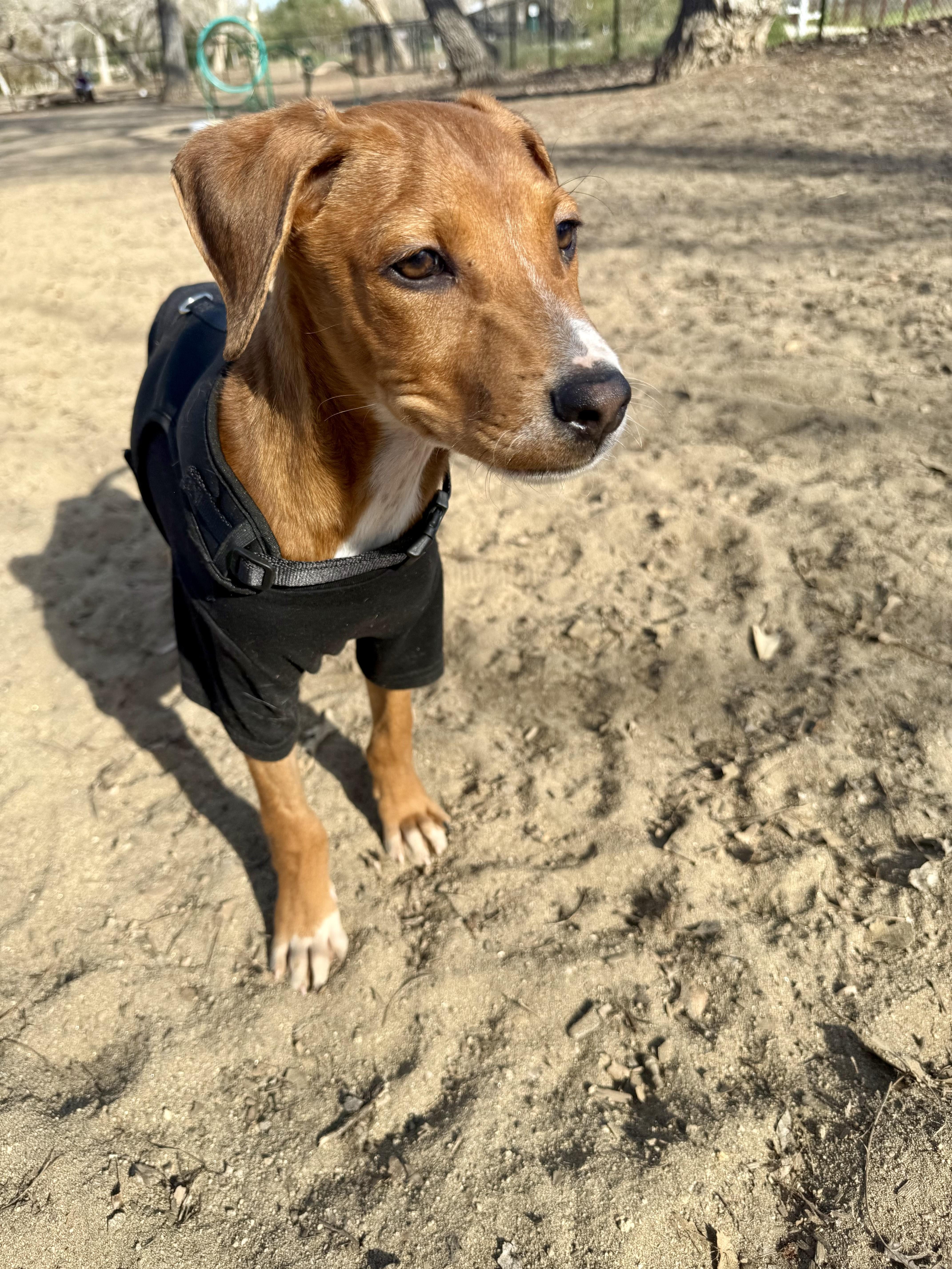 Scooby, an adopted Mixed Breed in San Ysidro, CA image 4/6