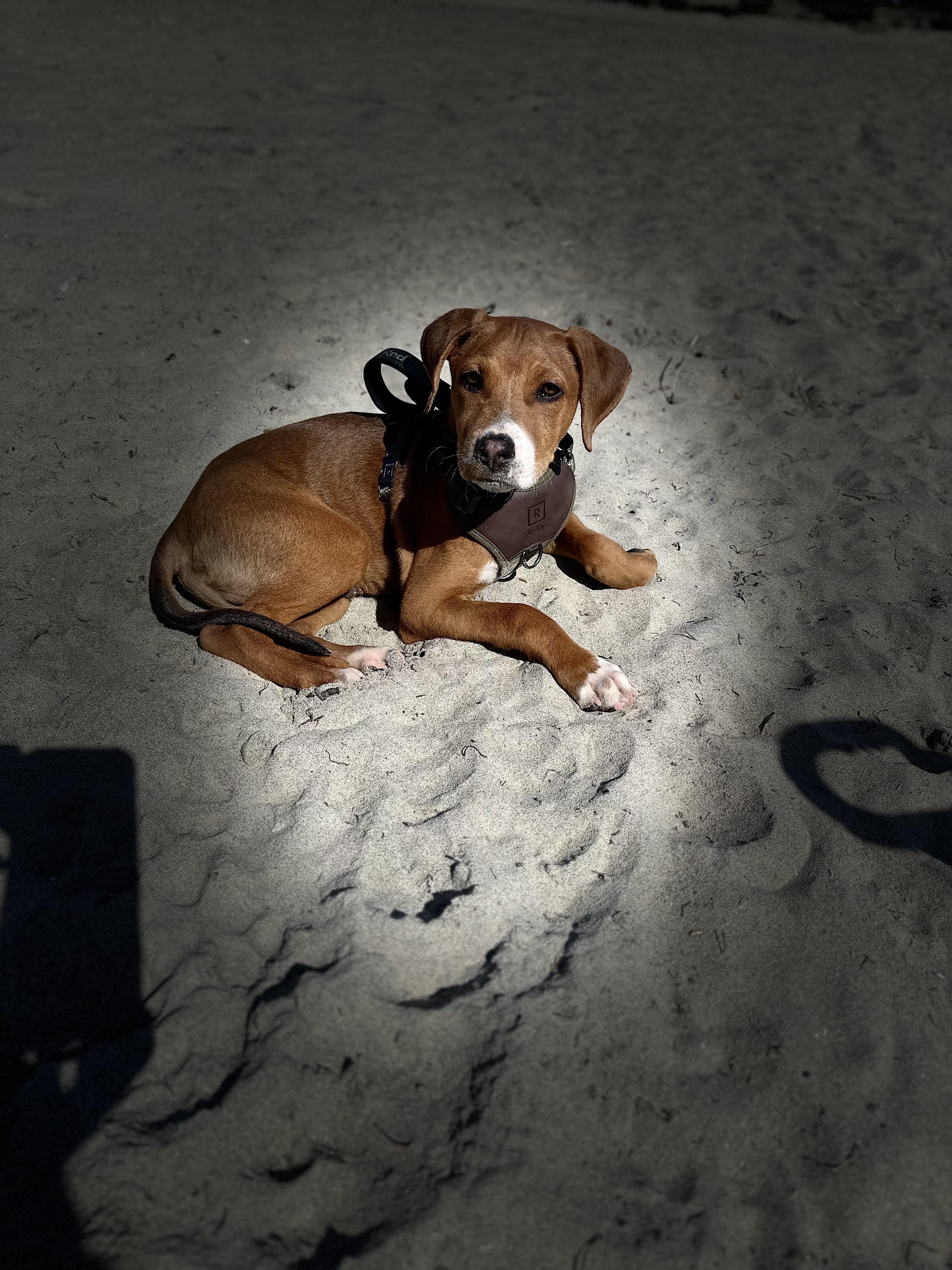 Scooby, an adopted Mixed Breed in San Ysidro, CA image 6/6