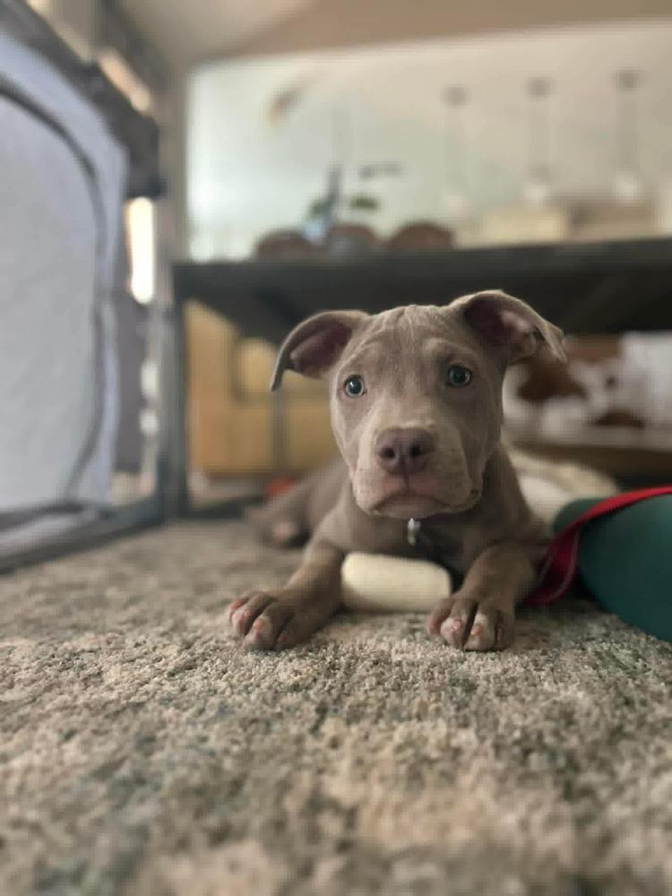 Enlarge Pappardelle, a Adoptable mixed breed in WARNER ROBINS, GA image 1/6