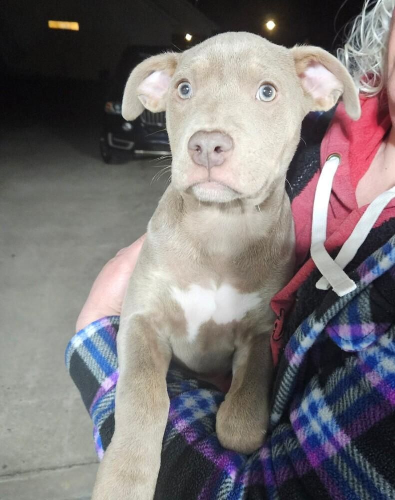 Enlarge Pappardelle, a Adoptable mixed breed in WARNER ROBINS, GA image 3/6