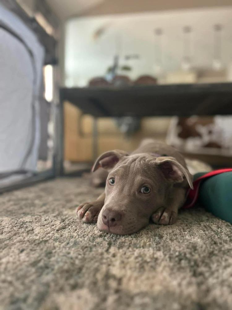 Enlarge Pappardelle, a Adopted mixed breed in WARNER ROBINS, GA image 2/6