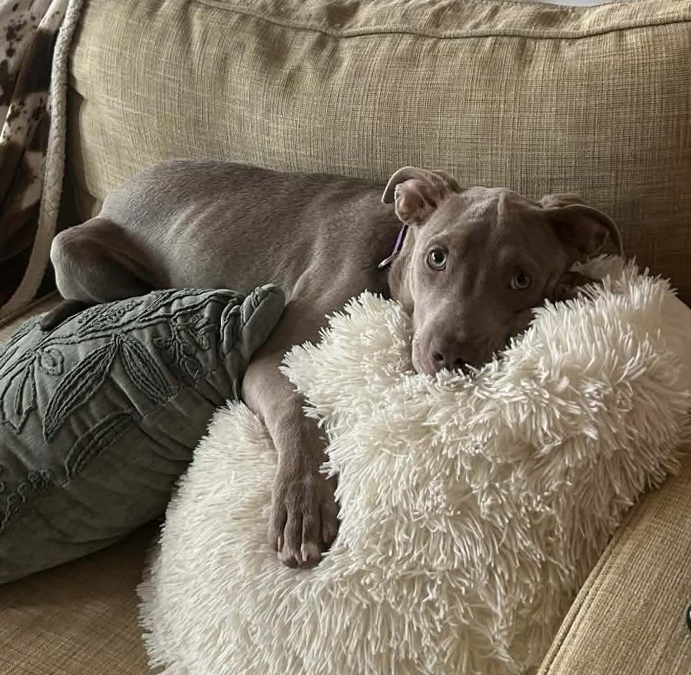 Enlarge Pappardelle, a Adopted mixed breed in WARNER ROBINS, GA image 3/6