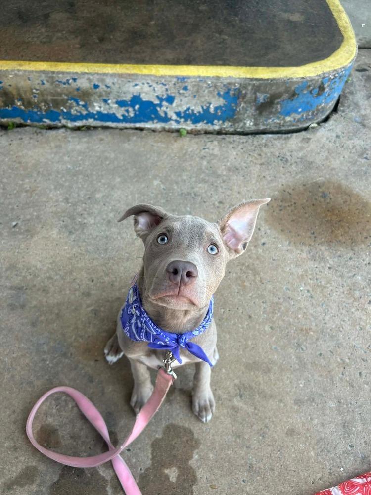Enlarge Pappardelle, a Adopted mixed breed in WARNER ROBINS, GA image 4/6