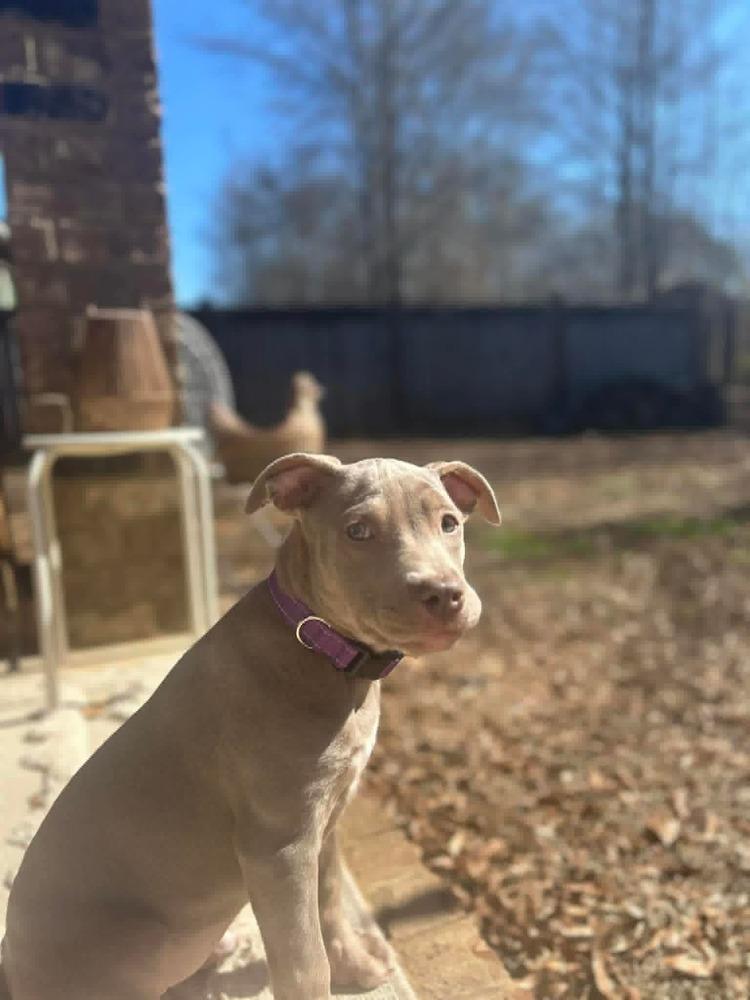 Enlarge Pappardelle, a Adoptable mixed breed in WARNER ROBINS, GA image 5/6