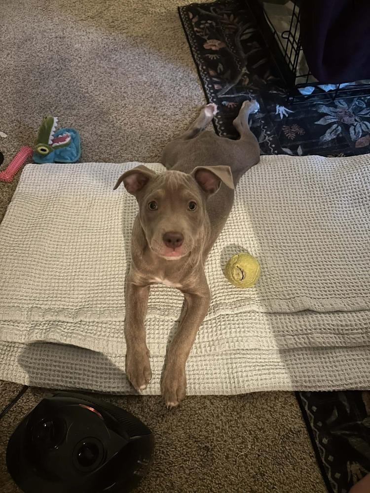 Enlarge Pappardelle, a Adoptable mixed breed in WARNER ROBINS, GA image 6/6