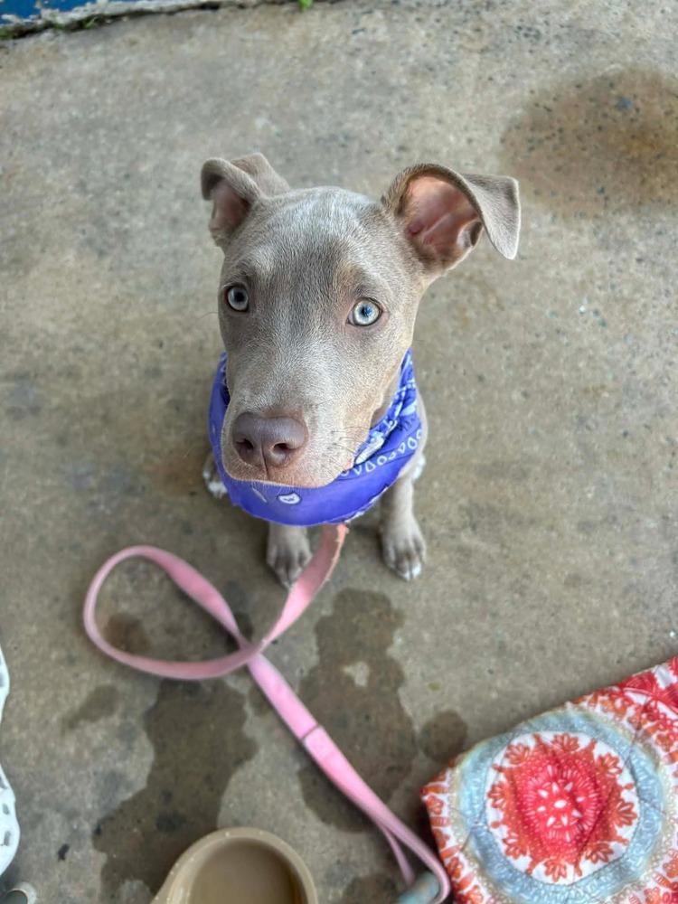 Enlarge Pappardelle, a Adopted mixed breed in WARNER ROBINS, GA image 6/6