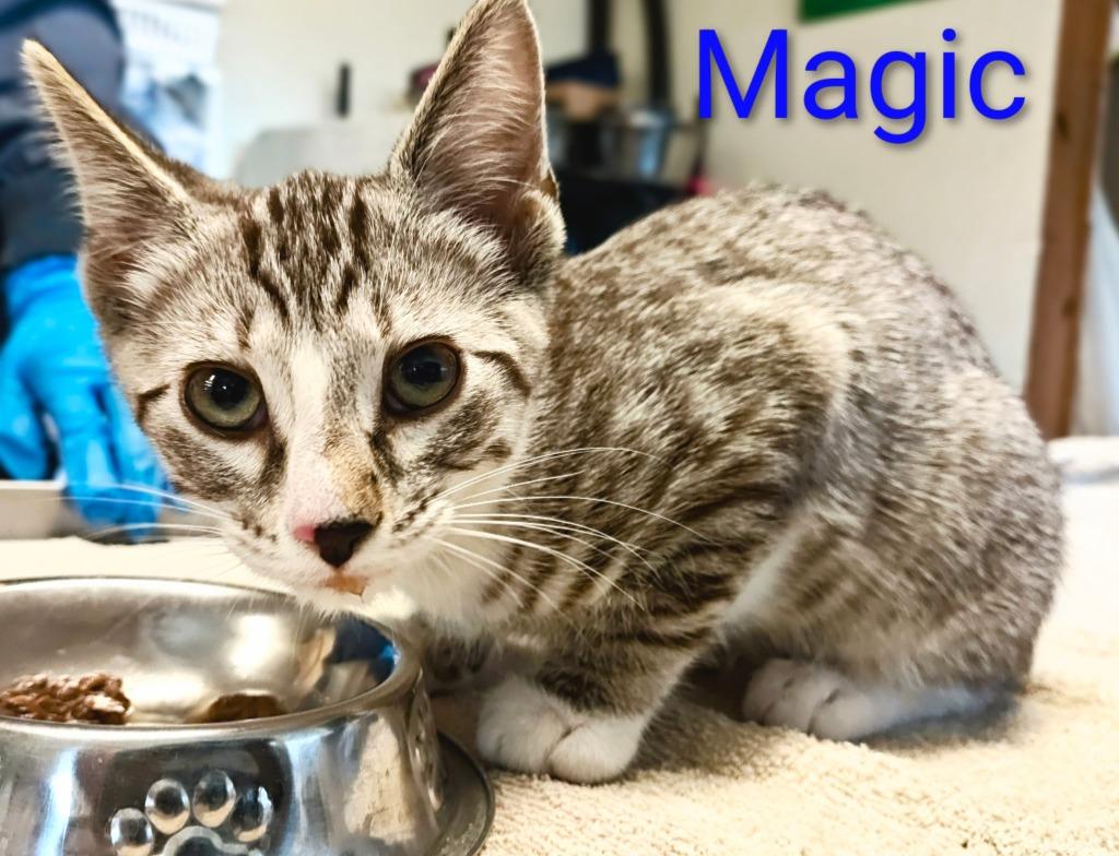 Magic, Adopted, Kitten Male Domestic Medium Hair.