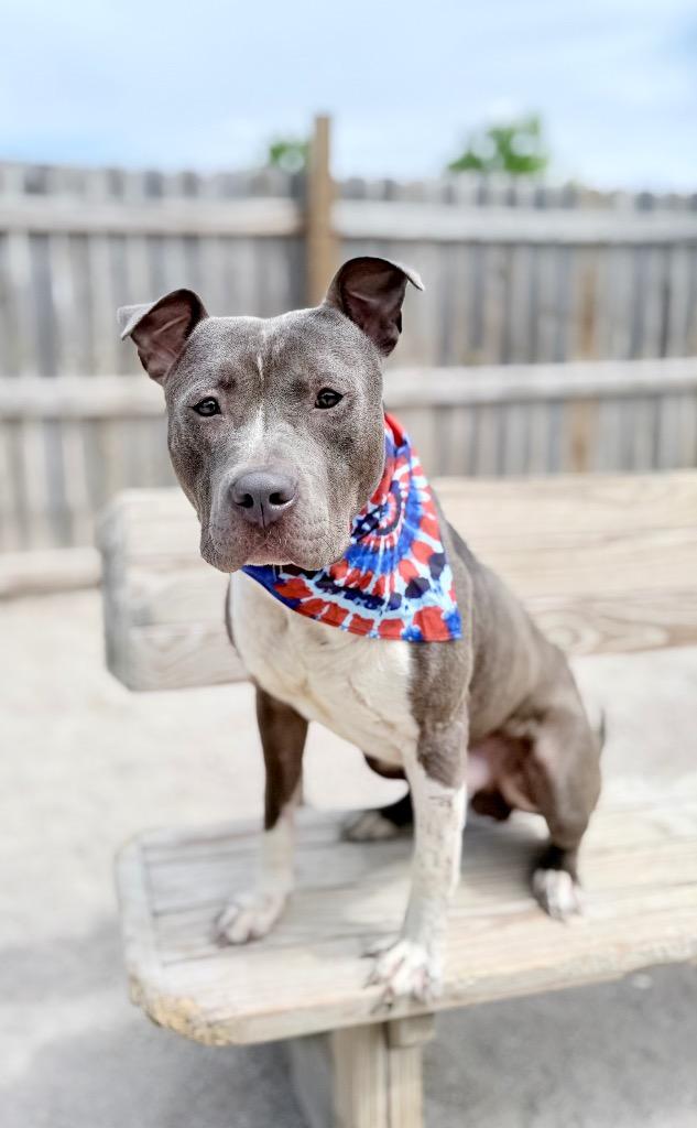 Hercules, Adoptable, Young Male Mixed Breed.