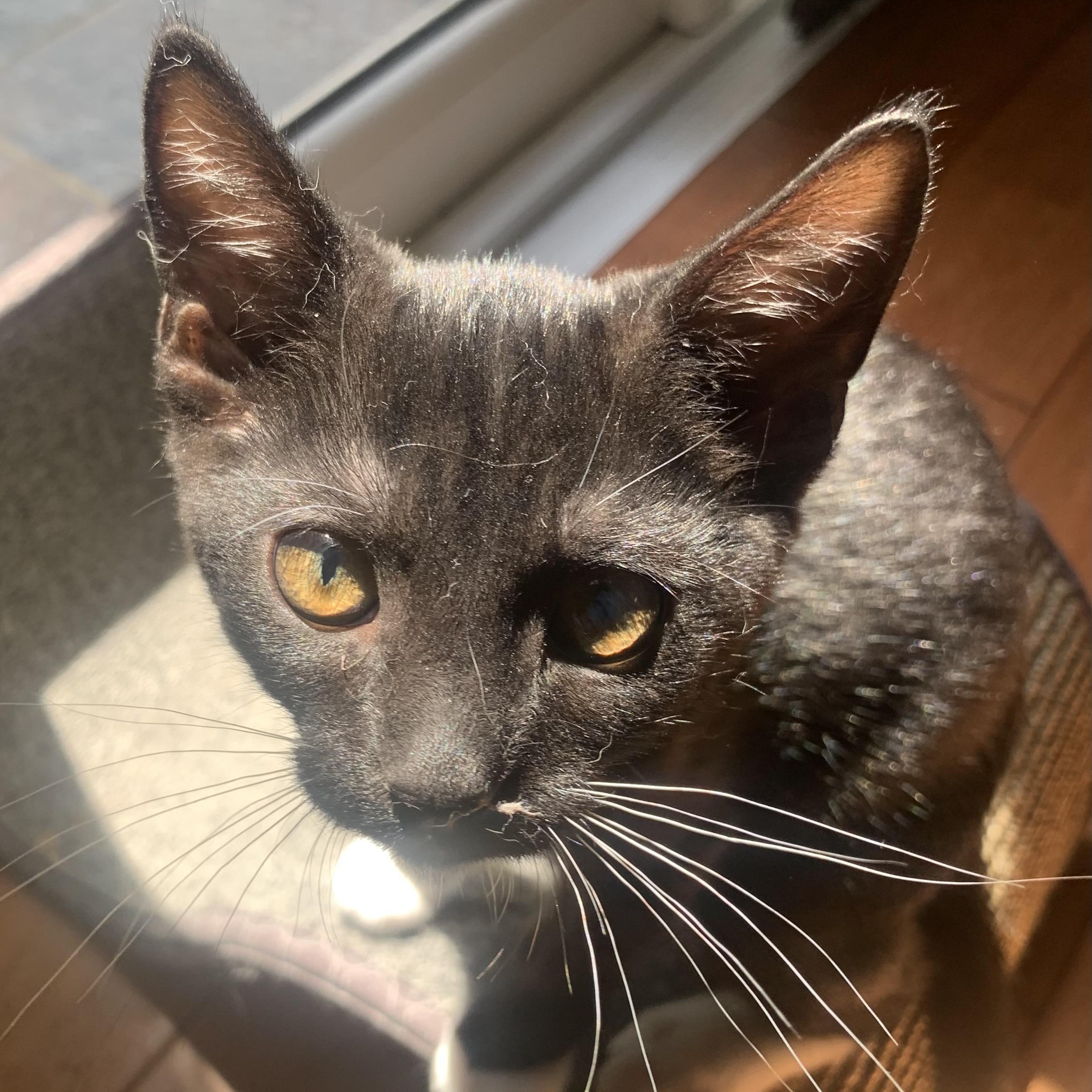 Sage, adopted, Kitten Male Tuxedo.