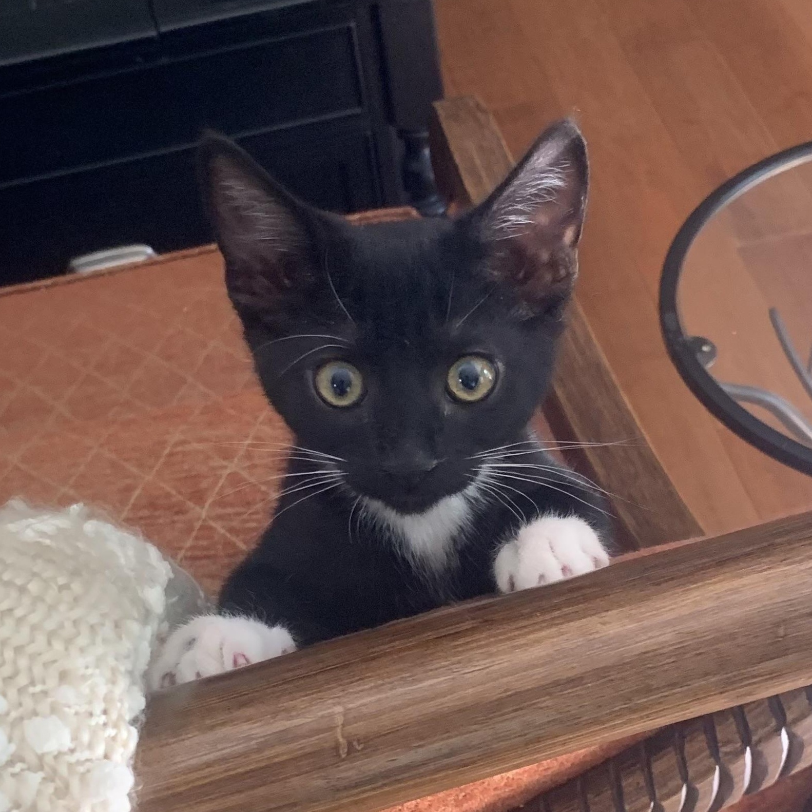 Sage, an adopted Tuxedo in Orange, CA image 2/2