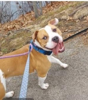 #192 Bentley, Adoptable, Adult Male Pit Bull Terrier.