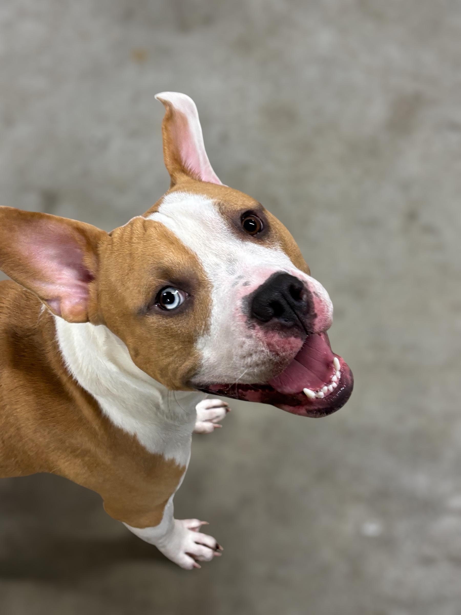 #192 Bentley, Adoptable, Adult Male Pit Bull Terrier.