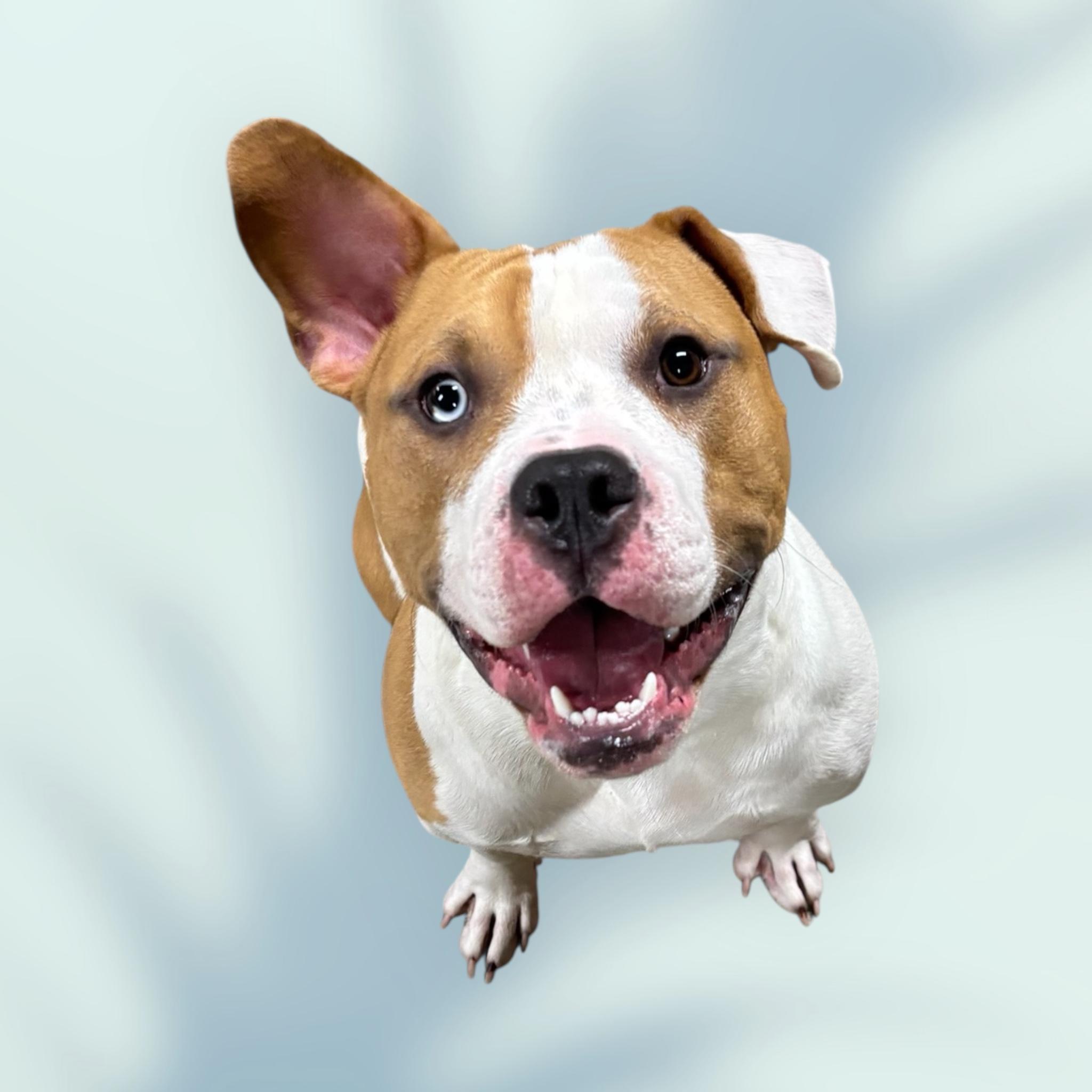 #192 Bentley, a Adoptable mixed breed in Pawtucket, RI image 2/2