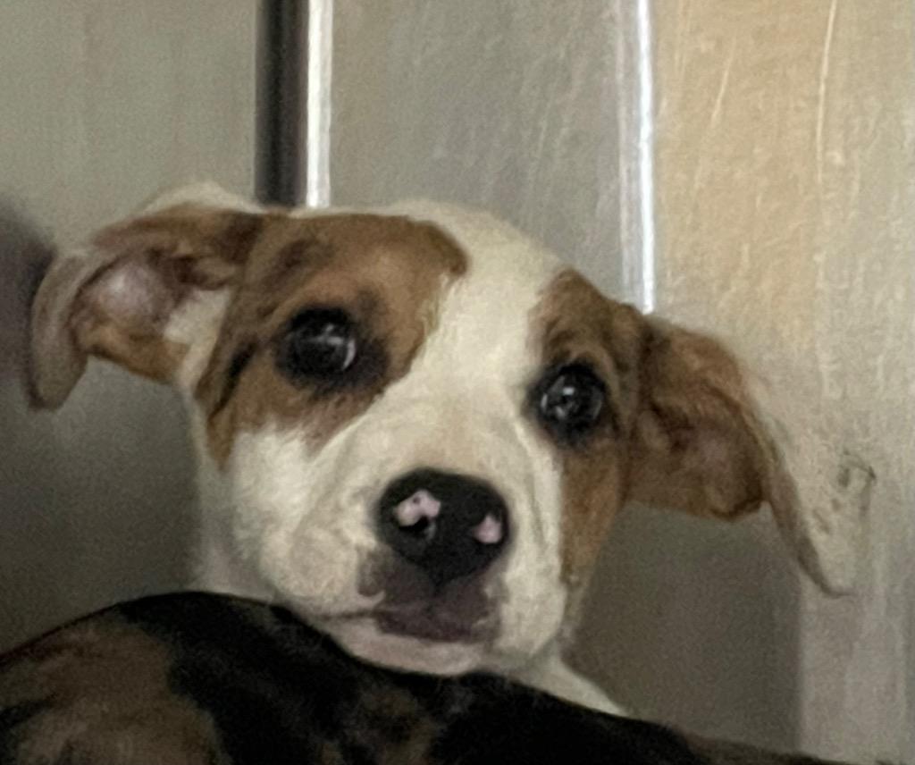 Pumbaa, Adoptable, Puppy Female Mixed Breed.