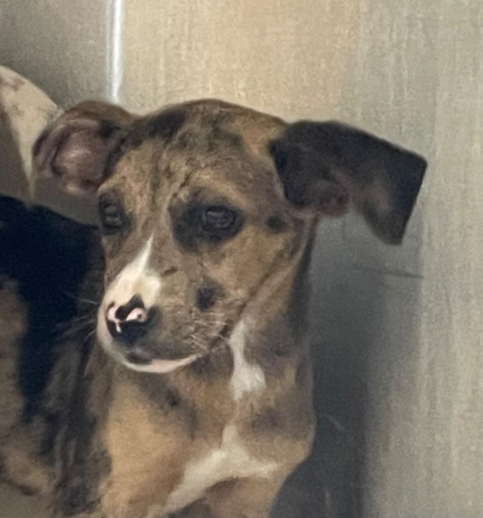 Enlarge Pumbaa, a Adoptable Mixed Breed in Henderson, NC image 2/2
