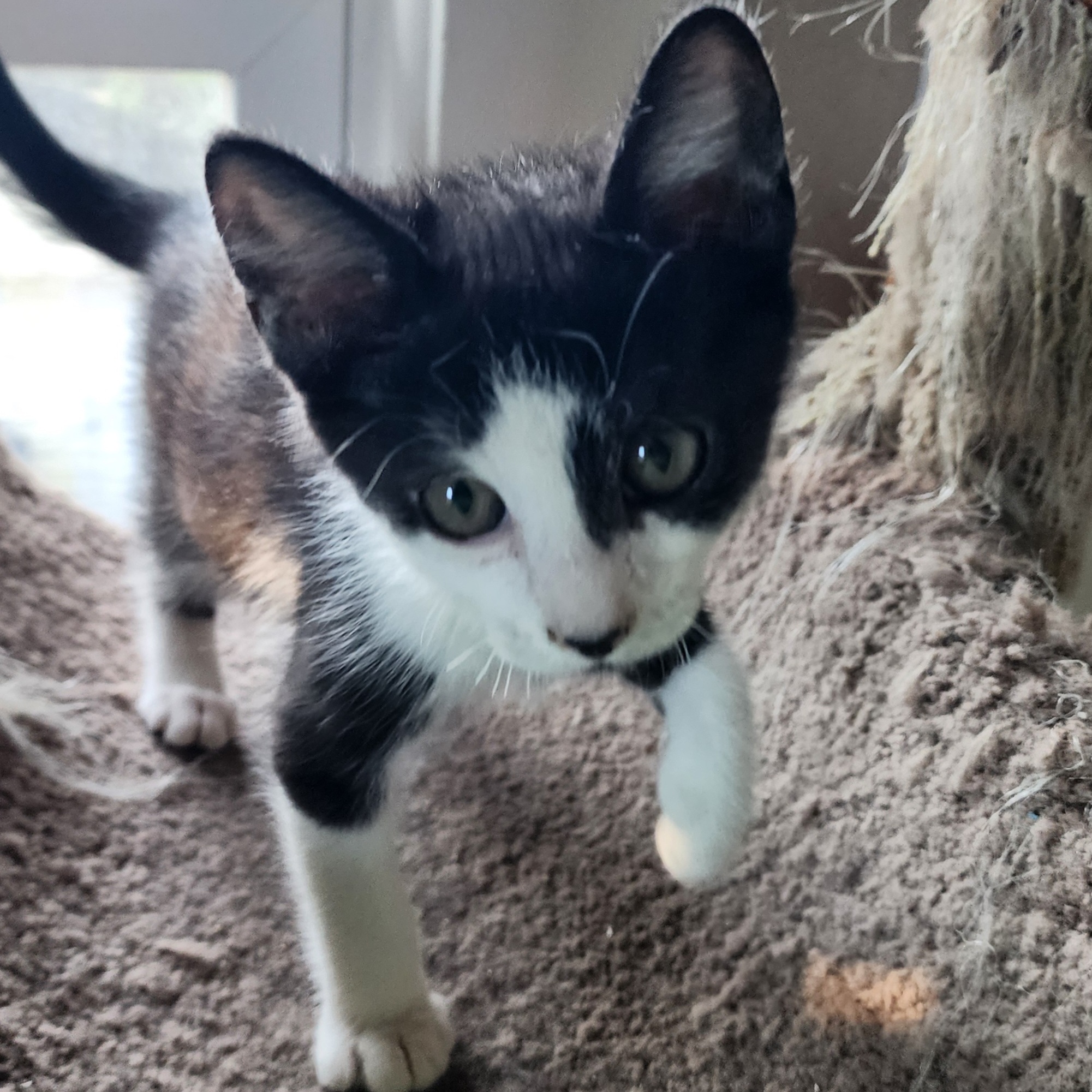 Enlarge Barley, a Adopted American Shorthair in Toledo, OH image 1/6