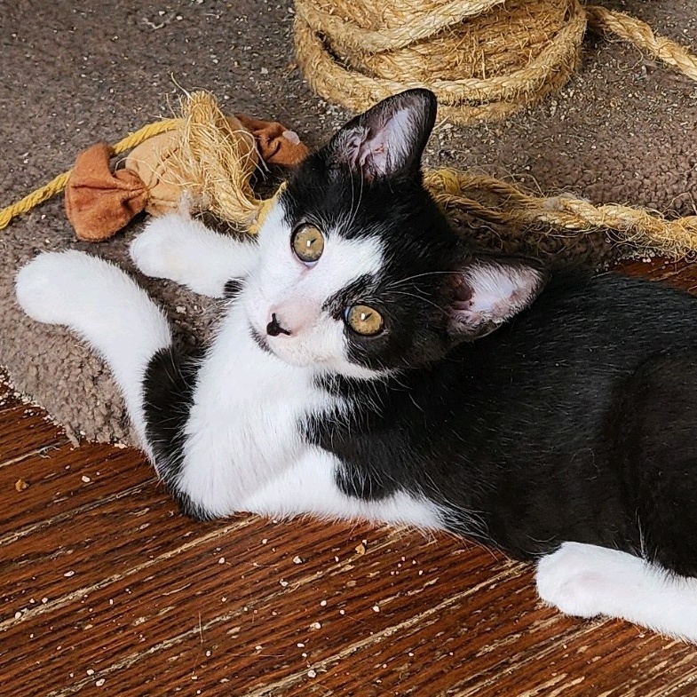 Enlarge Barley, a Adopted American Shorthair in Toledo, OH image 2/6