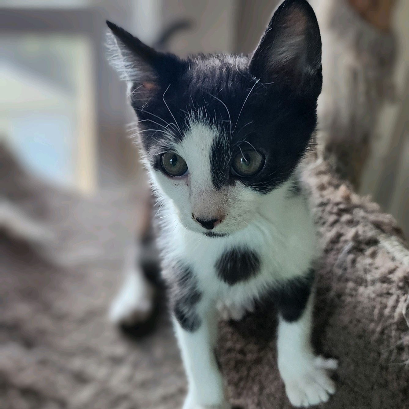 Enlarge Barley, a Adopted American Shorthair in Toledo, OH image 3/6
