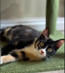 Hazel, adopted, Kitten Female Calico.