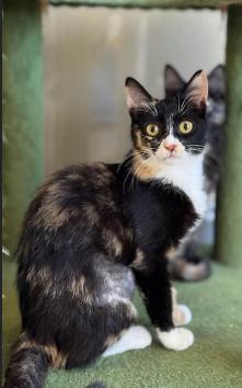 Hazel, an adopted mixed breed in Escondido, CA image 3/4