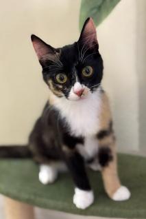 Hazel, an adopted mixed breed in Escondido, CA image 4/4