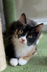 Hazel, an adopted mixed breed in Escondido, CA image 2/4