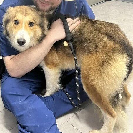 Enlarge Dolly adoption pending, a Adopted Shetland Sheepdog / Sheltie in Dublin, OH image 1/2