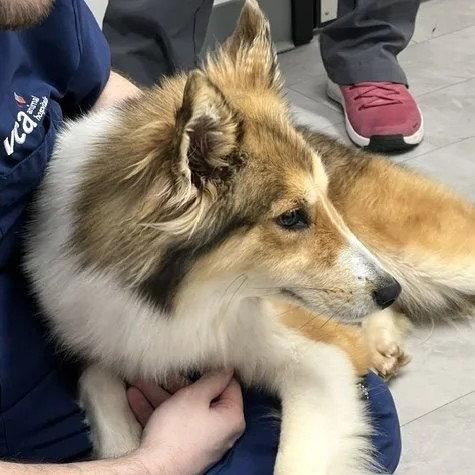 Enlarge Dolly adoption pending, a Adopted Shetland Sheepdog / Sheltie in Dublin, OH image 2/2