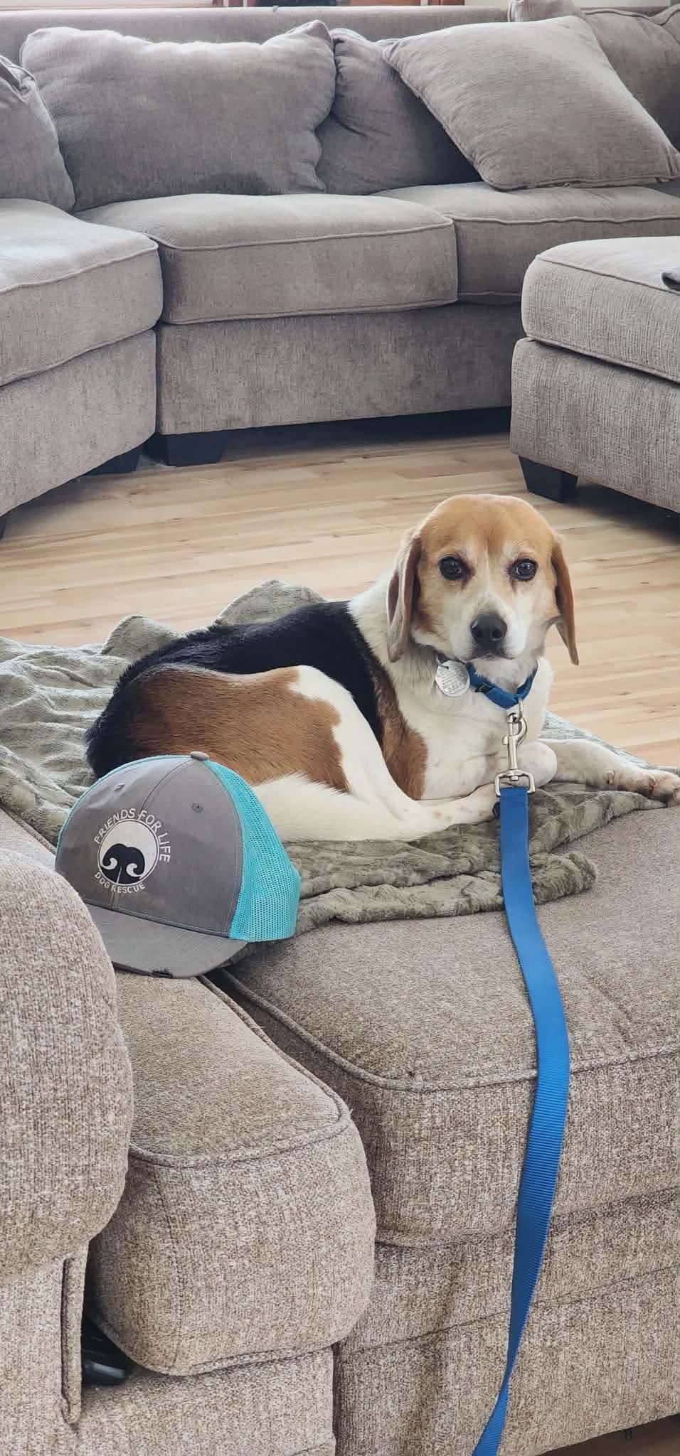 Dolly, Adopted, Adult Female Beagle & Border Collie.