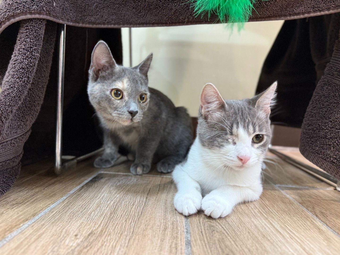 Enlarge Sonny (bonded with Cher), a Adoptable Domestic Short Hair in Oakland, CA image 1/3