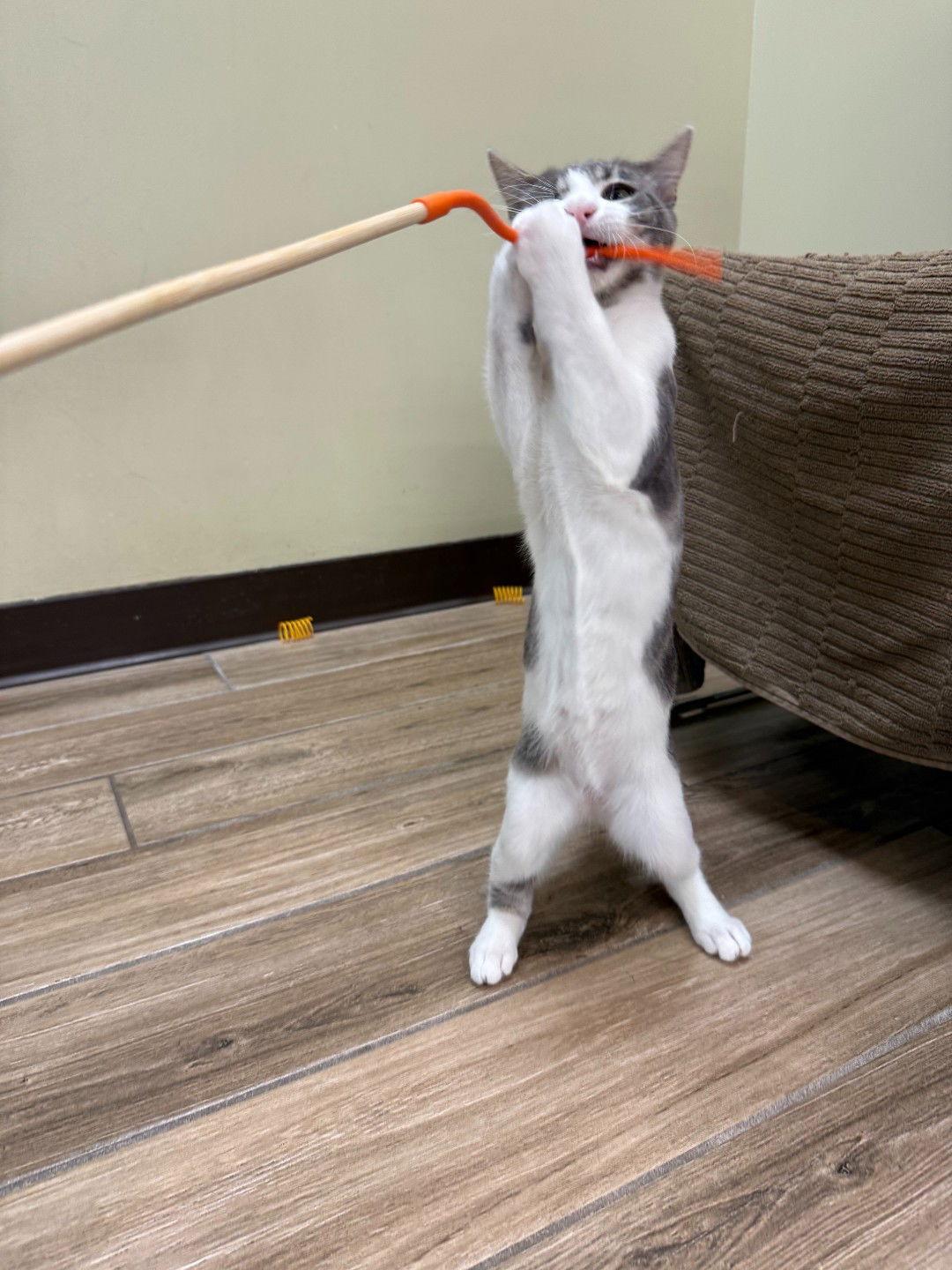 Enlarge Sonny (bonded with Cher), a Adoptable Domestic Short Hair in Oakland, CA image 2/3